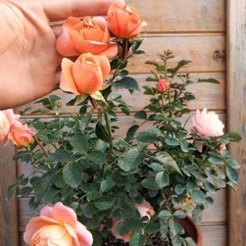 灌木果汁阳台微型月季花苗浓香重瓣盆栽植物玫瑰庭院花园室外花卉