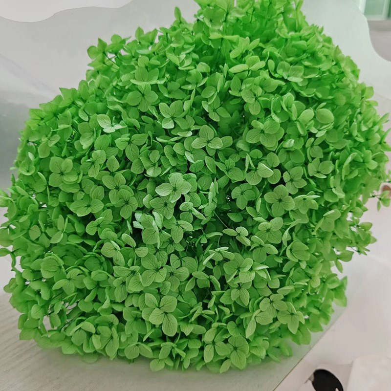 小众高货永生绣球永生花安娜绣球木绣球干花浮游花八仙花捧花云南