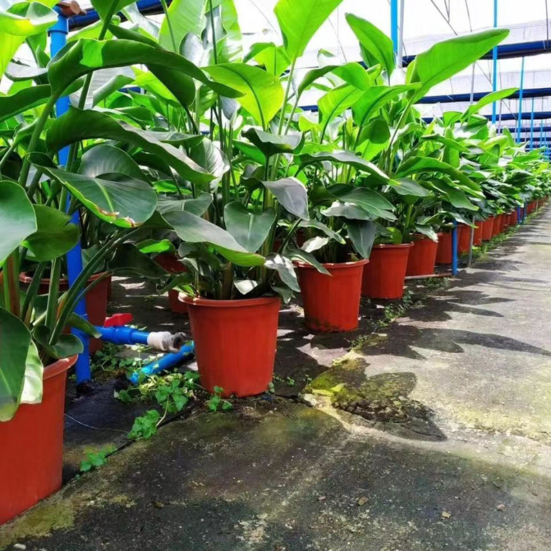 天堂鸟绿植大型客厅耐寒耐旱北欧网红植物大叶鹤望兰办公室好
