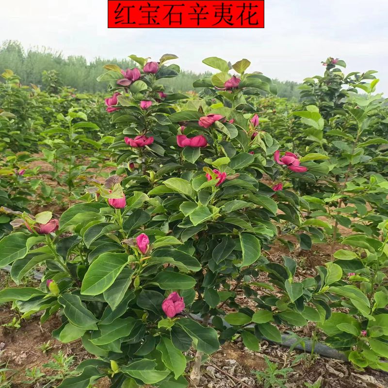 辛夷花树苗南北方种植园林绿化苗矮化玉兰花o栽苗盆树植物美化庭