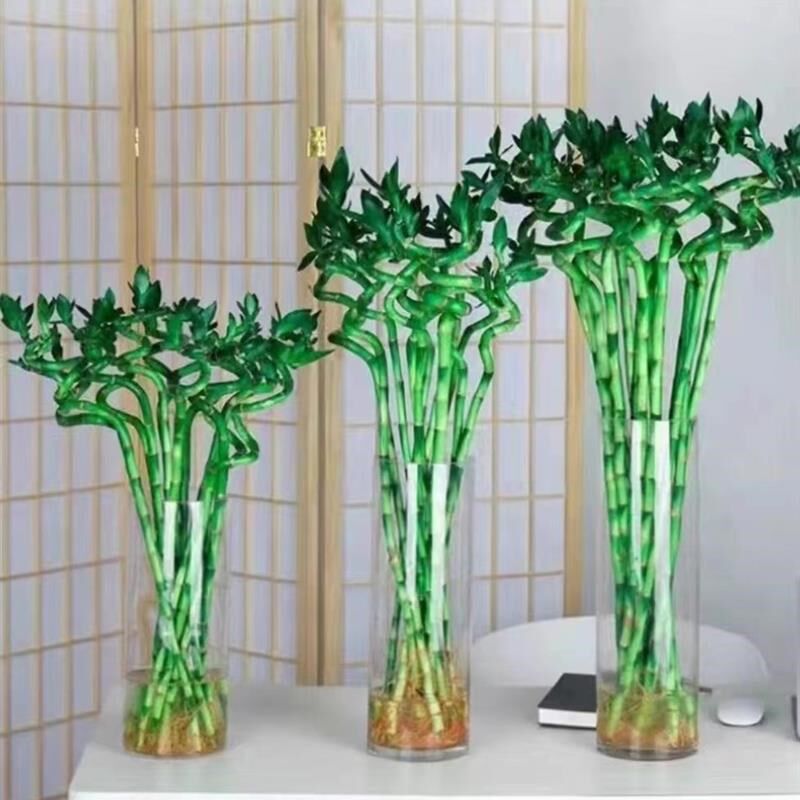 转运珠绿植弯竹带根水培富贵竹开运竹办公室客厅室内植物