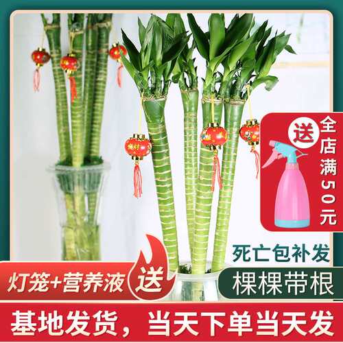 。龙竹带根水培富贵竹植物转运竹开运竹子室内R水养绿植花卉招财