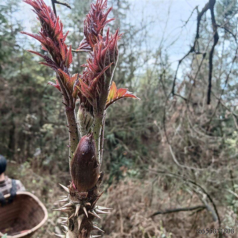 刺脑包刺老芽刺龙芽刺老包刺龙头苗刺包头树苗刺树苗大苗老根园林