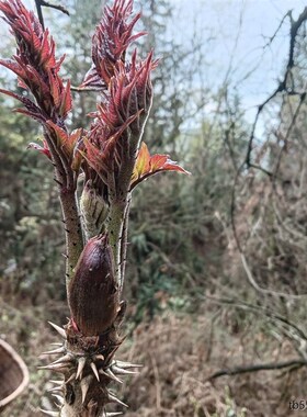 刺脑包刺老芽刺龙芽刺老包刺龙头苗刺包头树苗刺树苗大苗老根园林
