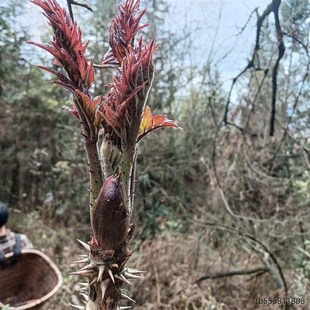 刺脑包刺老芽刺龙芽刺老包刺龙头苗刺包头树苗刺树苗大苗老根园林