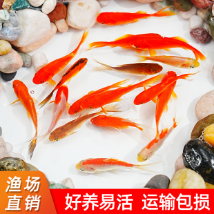 草金鱼活体观赏鱼冷水锦鲤小金鱼活鱼龙睛蝶尾鱼闯缸鱼饲料鱼 新品