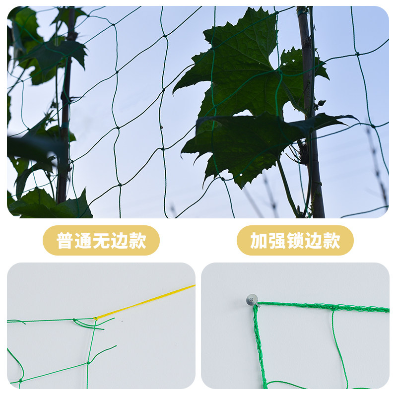 现货园艺爬藤网百香果葡t萄植物攀爬瓜果藤蔓花卉尼龙网豆角牵藤