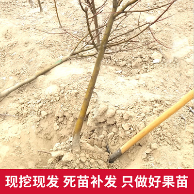 八棱海棠4年挂果树苗南北方庭院植物风景树四季种植西府海棠果树