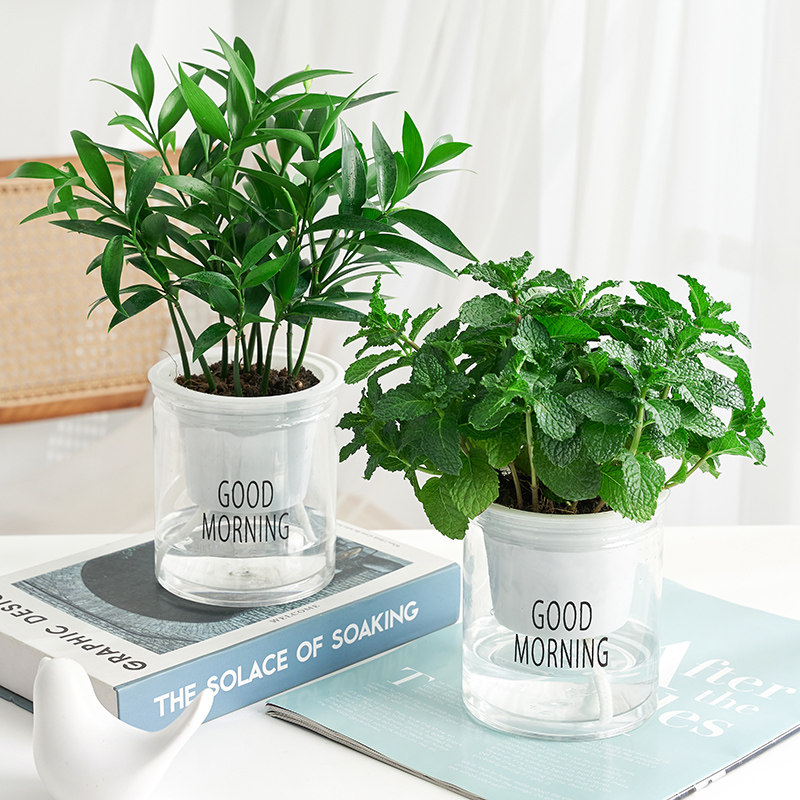 新品驱蚊草植物室外薄荷盆栽可食用柠檬波荷水培绿植迷迭香驱虫花