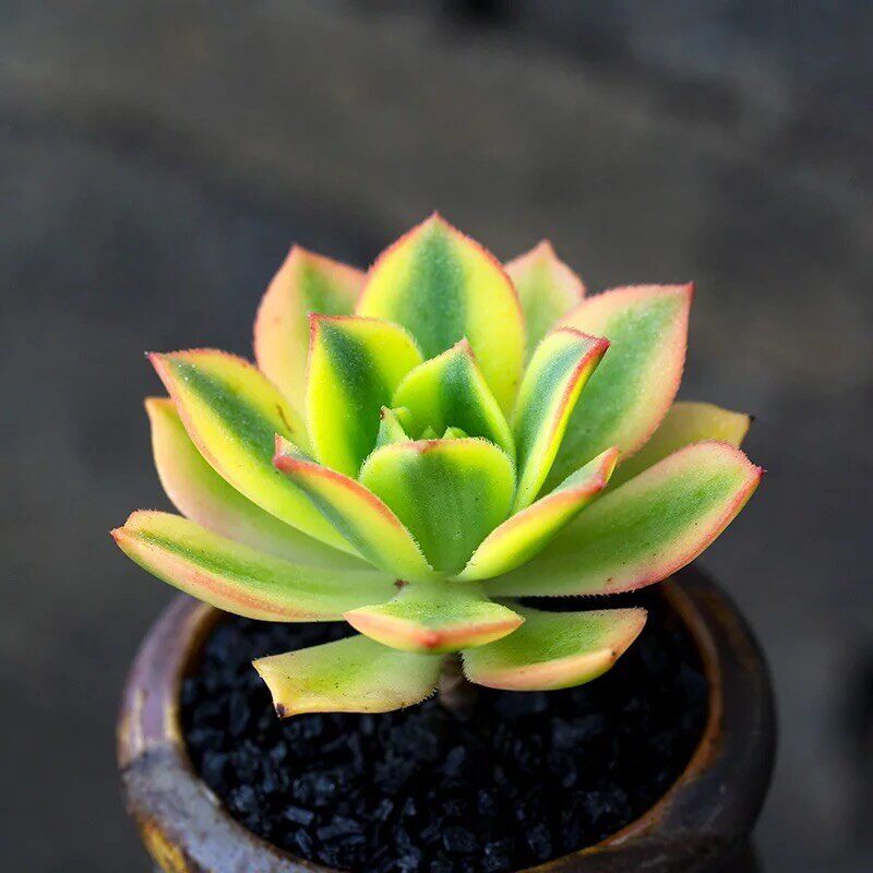 星爆多肉法师肉肉植物绿植组合盆栽桌面莲花掌创意多肉植物