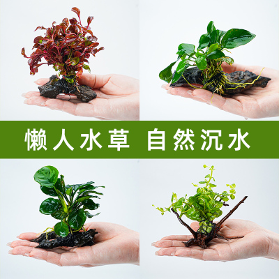 鱼缸造景沉木水草箱体植物懒人水榕装族活水饰套餐增氧阴性真水草