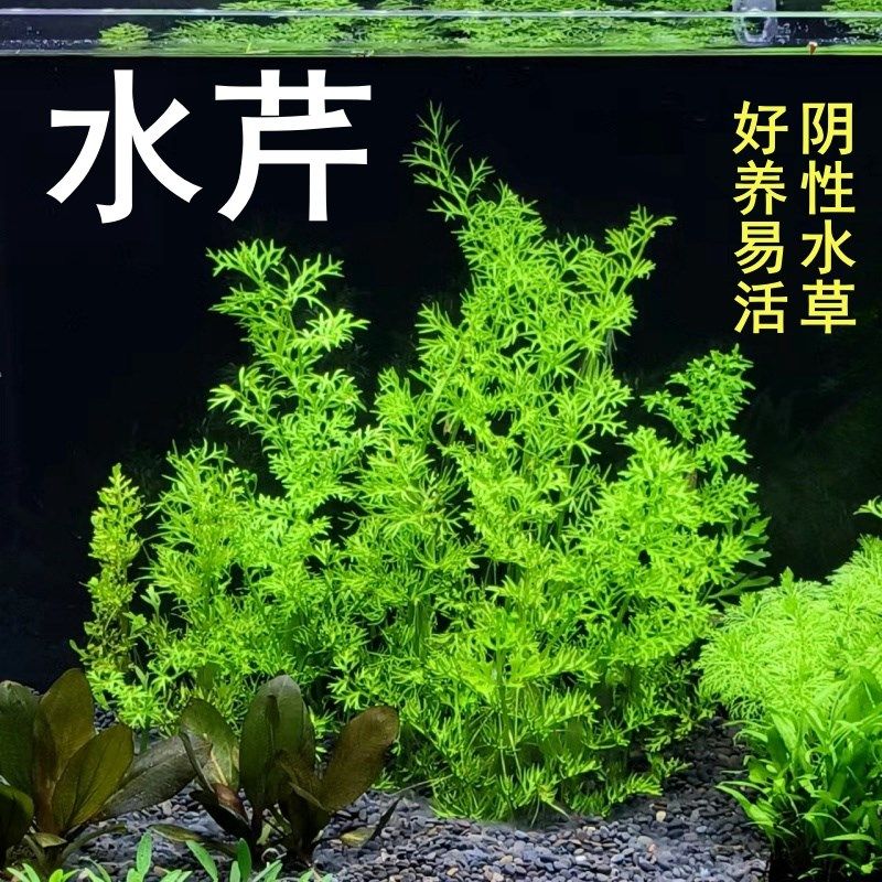 新品水芹鱼缸造景水草植物中后景阴性l无需二氧化碳淡水雷龙