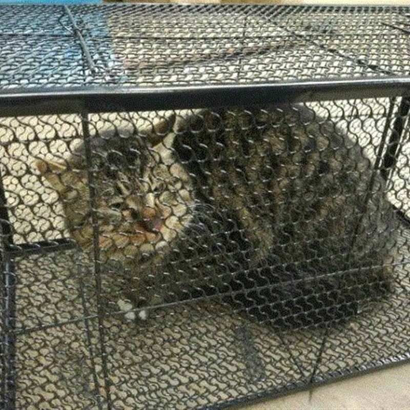 现货宠物找回 猫笼家用捉猫神器捕抓器捉猫器