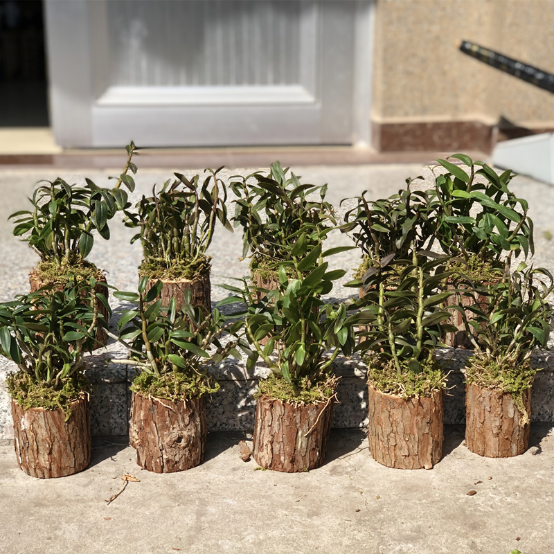 铁皮石斛苗盆栽雁荡山可食用吊兰鲜条非霍山枫斗室内绿植花卉盆景