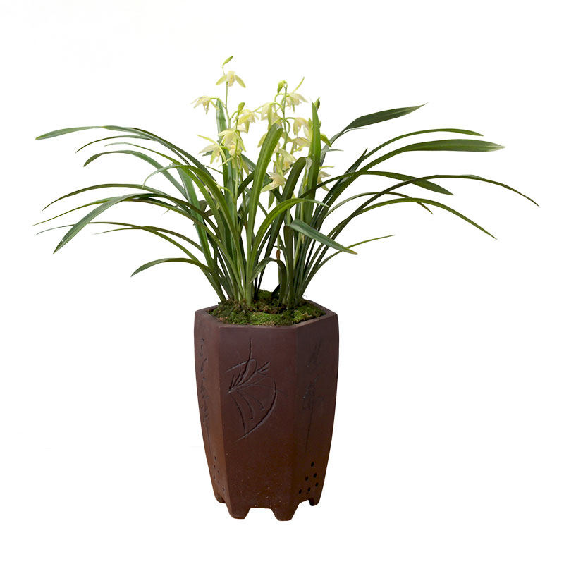 兰花苗带花苞建兰天香素浓香型盆栽观花植物室内四季好养名贵花卉