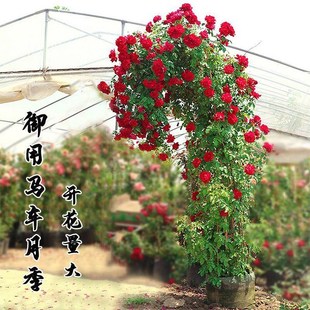御用马车蔷薇藤本月季花卉苗大红色庭院花园室外爬藤植物盆栽阳台