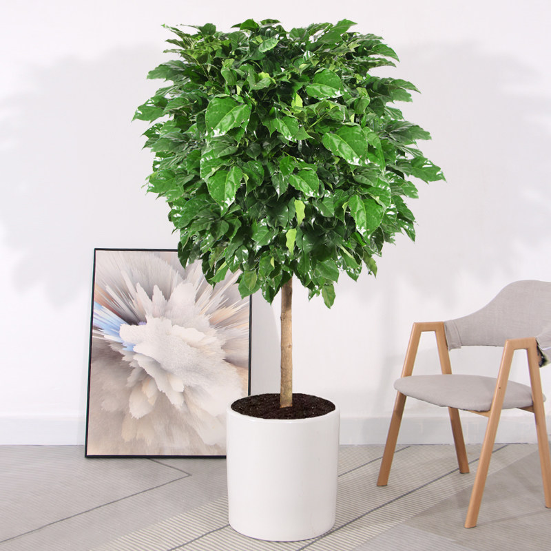 独杆棒棒糖型幸福树老桩室内大型四季常青绿植办公室净化空气植物