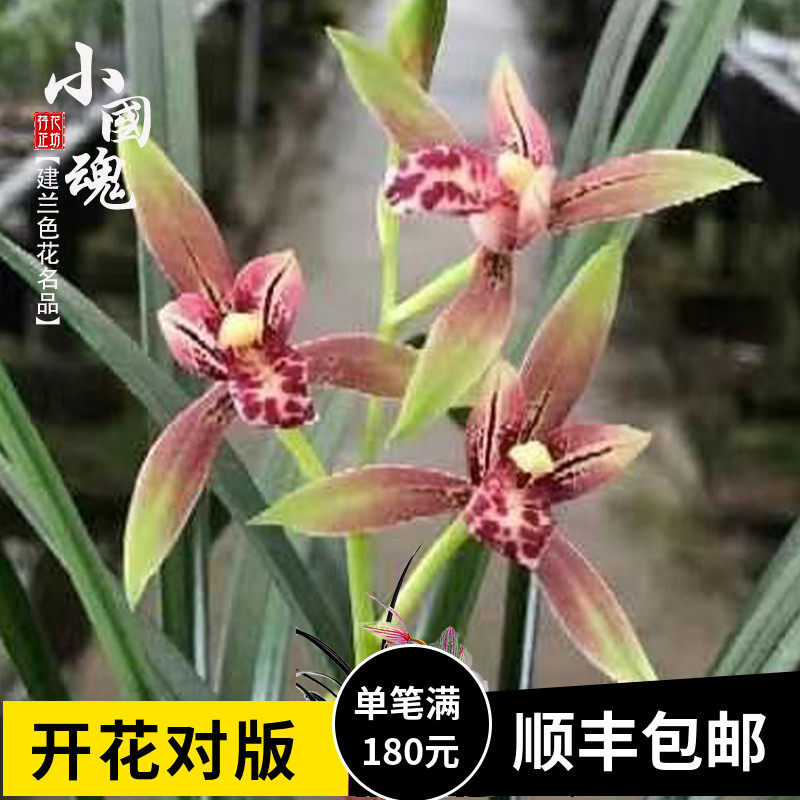 建兰铭品逸红双骄小国魂老种四季苗带花苞室内阳台花卉盆栽绿植物