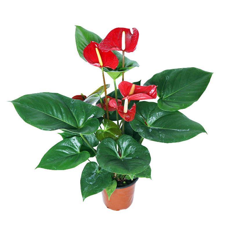 红掌植物盆栽花卉室内大盆荷兰品种阿拉巴马客q厅大厅鸿运当头摆