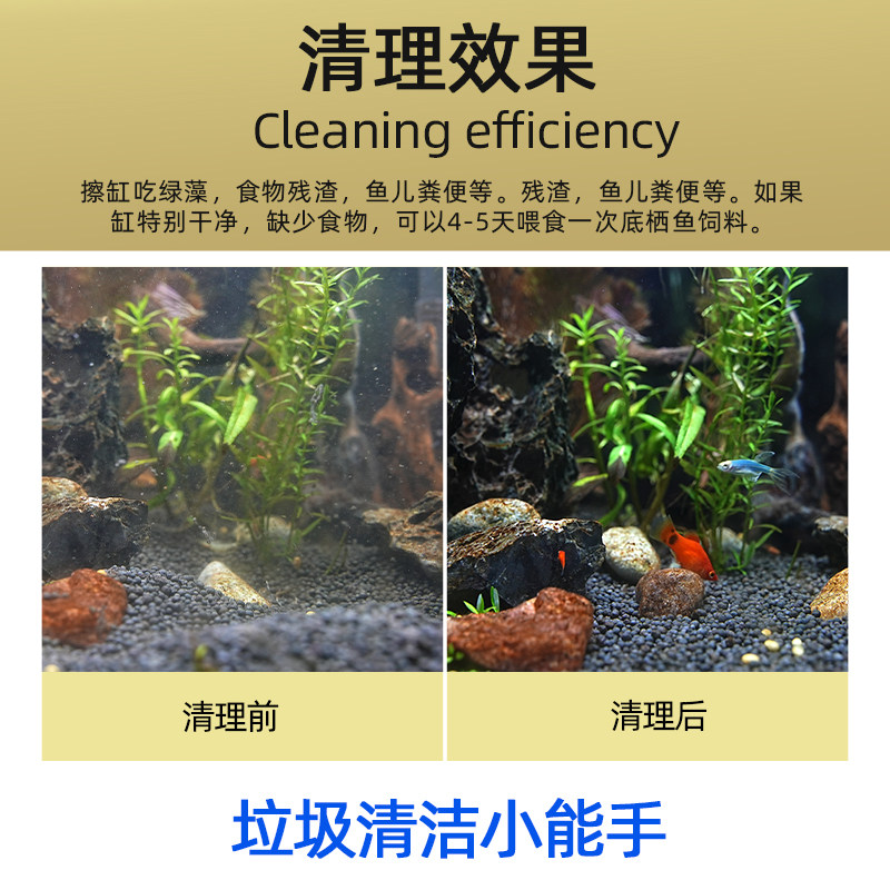 速发清道夫鱼缸清洁工鱼观赏热带淡水冷水专吃屎垃圾粪便清理藻类