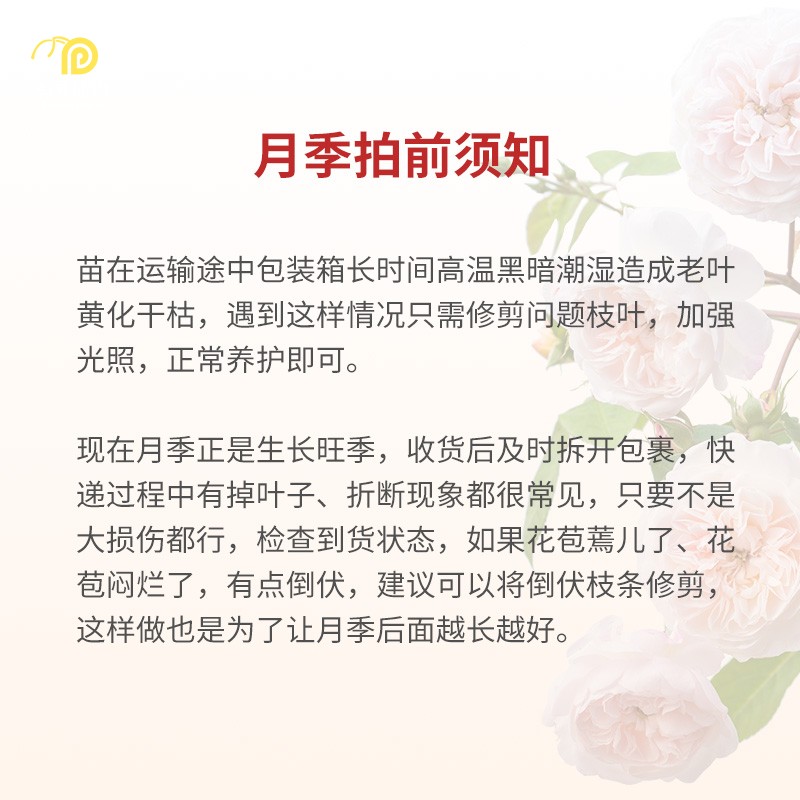 【月季直播专拍】快递运输会导致花朵受损 修剪残花+施肥再促开花