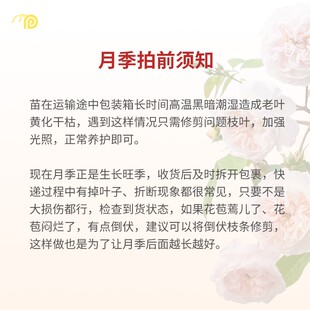 快递运输会导致花朵受损 速发 直播专拍 施肥再促 月季 修剪残花