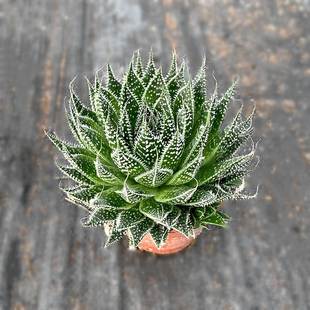 多肉植物 雪花芦荟 珍珠芦荟 吸甲醛 波露 好养 盆栽防辐射