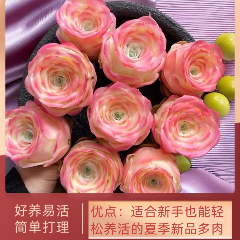 保真速发山地玫瑰水蜜桃酒杯粉耶罗鸡蛋多肉植物盆栽室y内阳台创