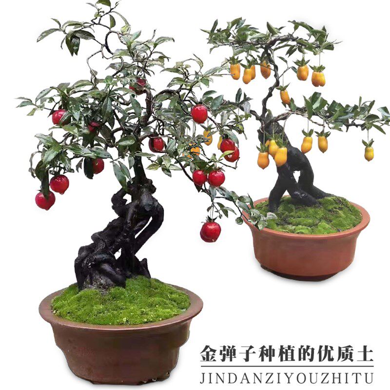 小众高货四川金撢子盆景盆栽瓶兰花黑塔子素材桩绿植公桩母桩新手