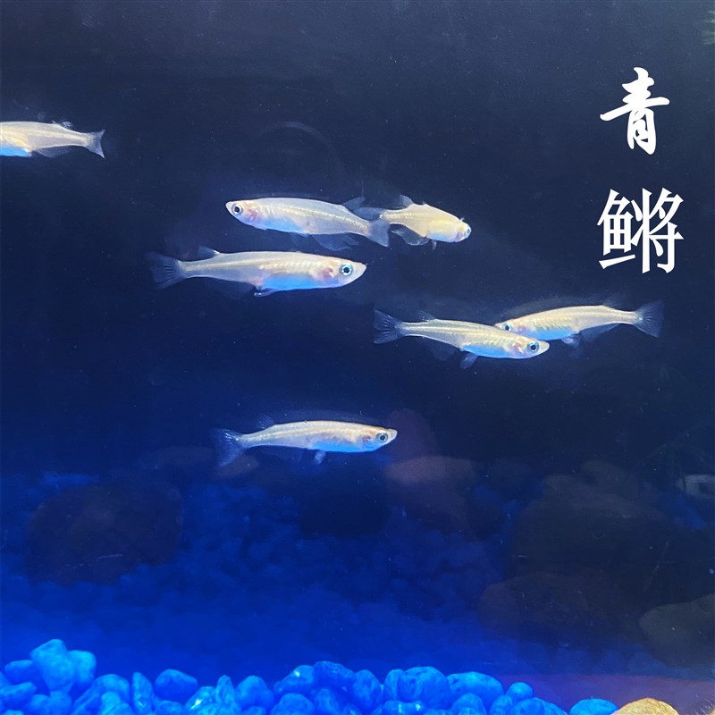 速发青鳉鱼原生鱼水族观赏冷水群游除油膜官被青鳉上层鱼好养小型