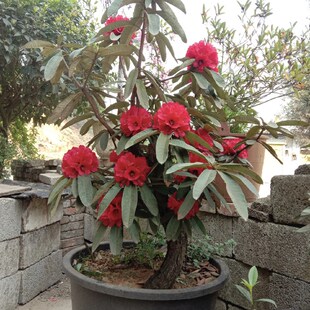 马缨花大型老桩映山红高山杜鹃庭院阳台盆景植物带土净化空气