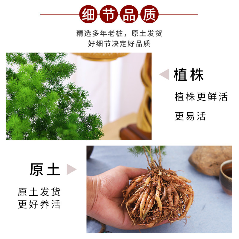 现货蓬莱松盆栽植k物室内花卉老桩招财盆景生肖猴办公桌面吸甲醛