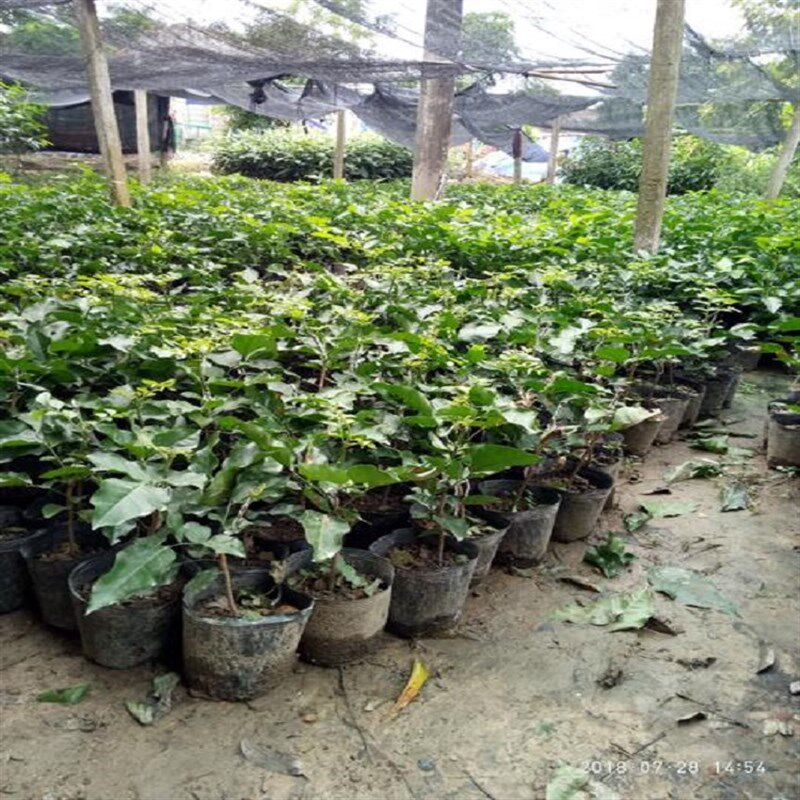 新品廉江特产贵妃黄皮苗优良嫁接金蛋黄皮树 粤妃3号黄皮苗特大果