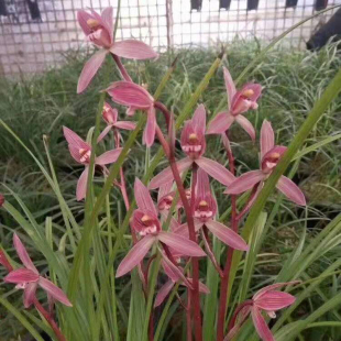 厂家映山红 原生老种兰花苗客厅花卉小 云南高档红花莲瓣兰转色花