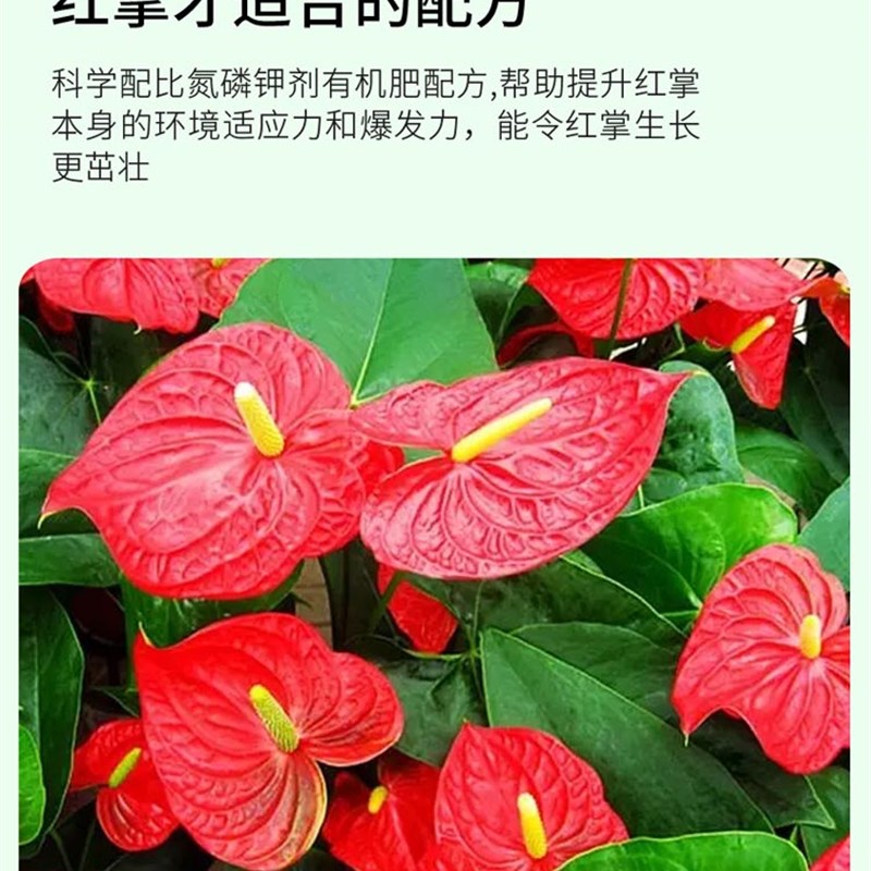 速发红掌专用肥料 水培红掌白掌营养液叶子发黄专用肥 .红掌专用