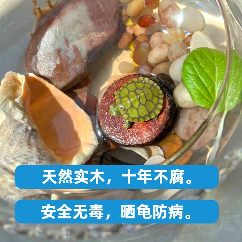 速发乌龟晒台生态龙眼木防腐皮烂甲调节水质龟缸造景两栖动物晒背图片