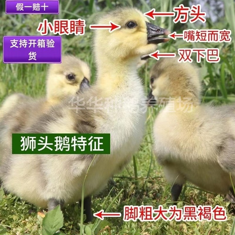 新品狮头鹅正宗特大种汕头狮头鹅幼崽大型狮子头鹅Z塑料筐笼子