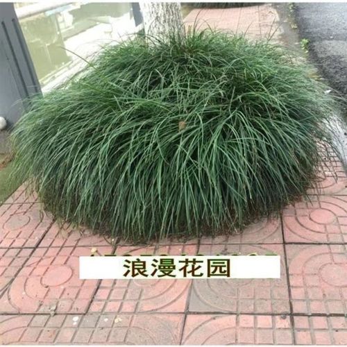 细叶麦冬玉龙草庭院绿化植物草坪绿化工程矮麦冬草耐阴青叶麦冬草