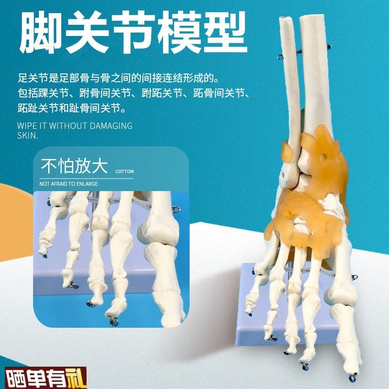 人体脚关节模型脚骨模型脚部骨骼构造足部踝关节腓骨趾骨结构教学