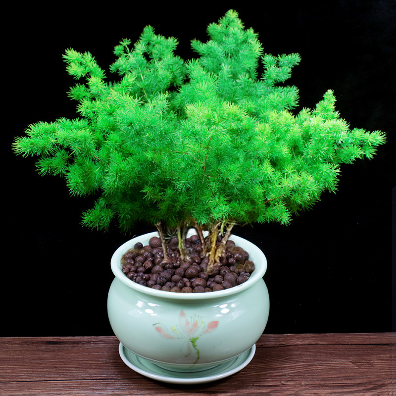 蓬莱松盆栽生肖猴客厅招财植物办公室内四季常青盆景好养桌面绿植