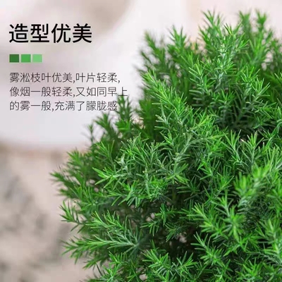 皮球柏盆栽花境植物庭院花箱地栽耐寒耐I热多年生四季常青养护简