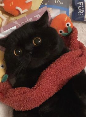 英短黑猫中华田园猫玄猫黑煤球土猫幼崽纯白猫活体宠物幼猫咪活物