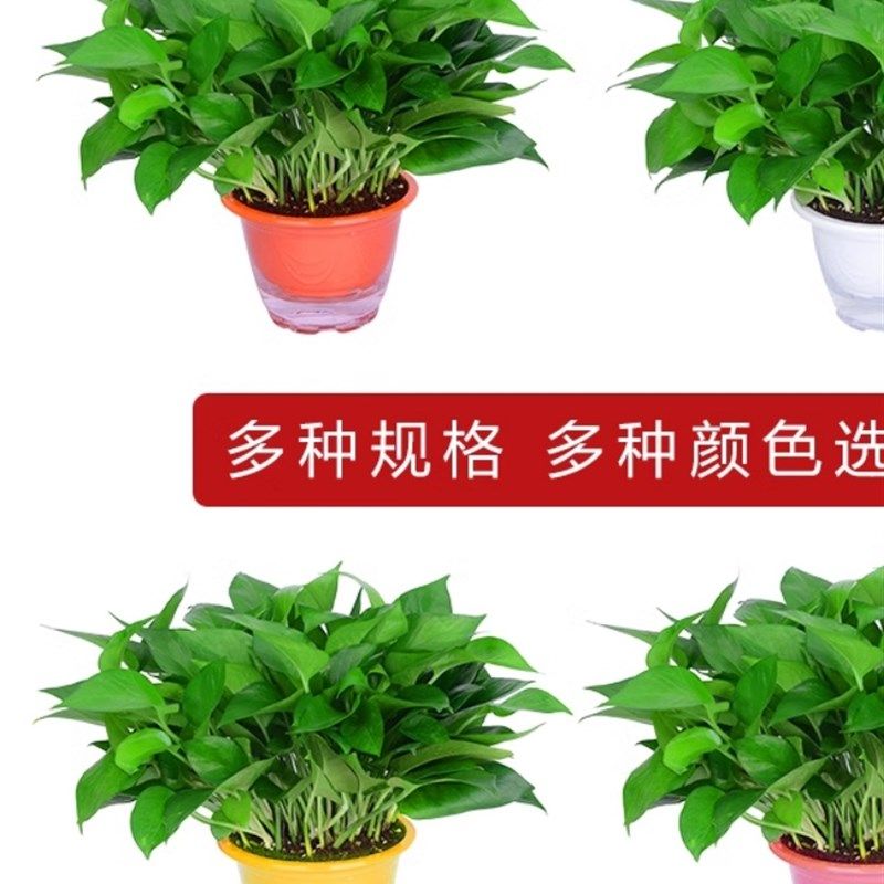 绿萝盆栽室内吸除甲醛净化空气植物花卉水养绿植吊兰长藤垂吊绿箩