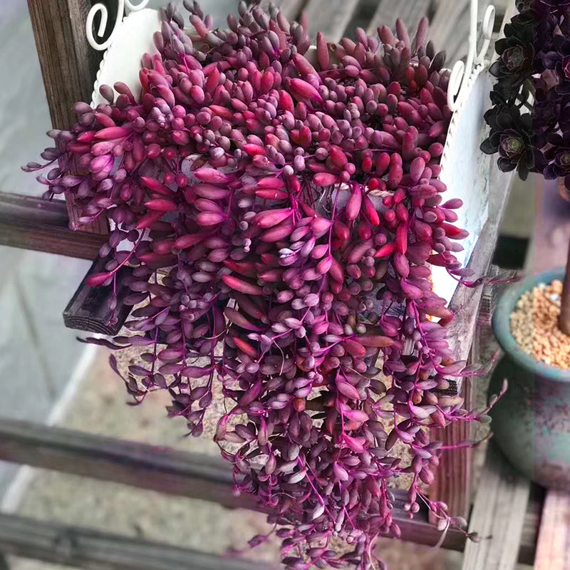 速发紫玄月吊兰垂吊多肉植物悬崖一物一j拍带盆栽好容易养护阳台