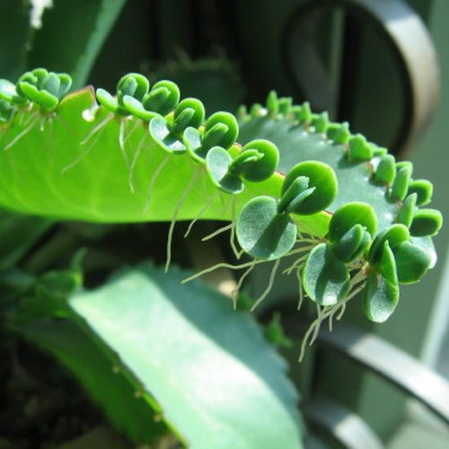 现货速发宽叶 窄叶 棒叶不死鸟 不死鸟锦 蕾丝公主多肉植物园艺盆