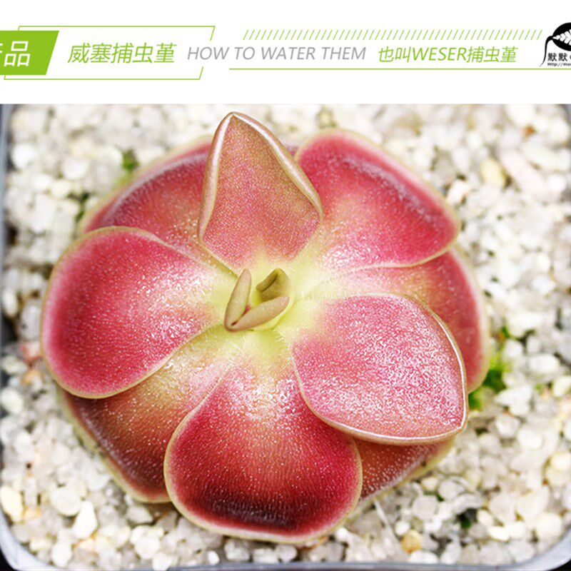 【weser威塞捕虫堇】食虫植物食人花驱蚊草喜阴多肉花卉盆栽包邮