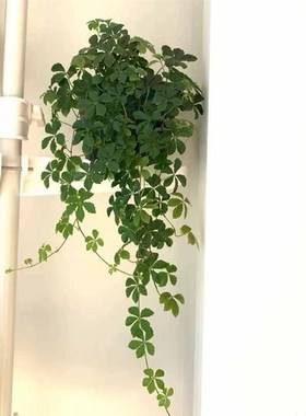 五叶地锦垂吊植爬墙爬藤被观叶10741地彩色户外室内阳台庭地院栽