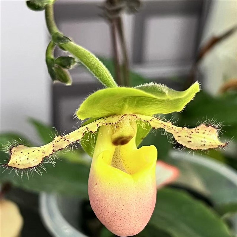 万峰绿缘兰花 r苍叶/红报春兜兰续花兜