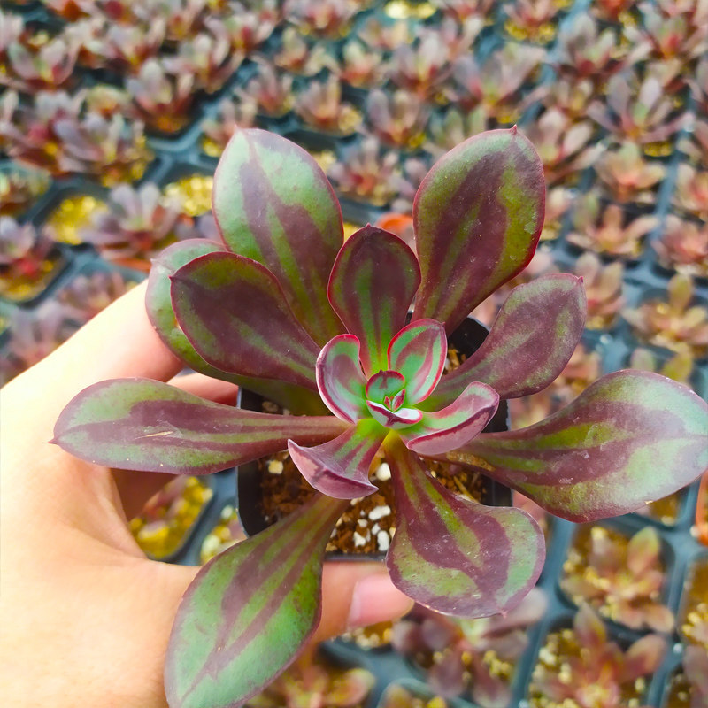 多肉植物丸叶 红k司 龙骨红司多头群生老桩多肉 组合盆栽一物一拍