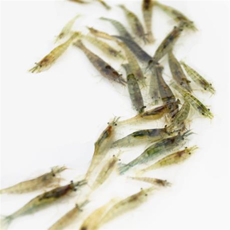 黑壳虾除藻虾工具虾抱卵虾工具虾观赏超大号繁殖虾窝米虾蜈蚣草